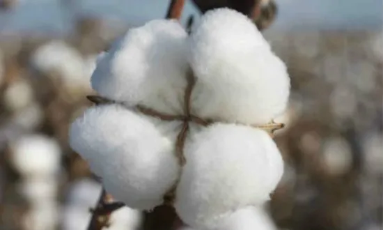 100%棉马里棉原料